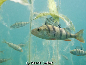 Perch, taken with Canon G10 by Beate Seiler 